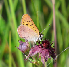 Tharsalea dorcas arcticus