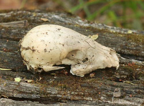 Common Raccoon photographed in Arkansas
