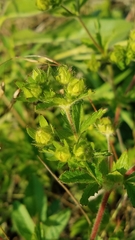 Potentilla norvegica
