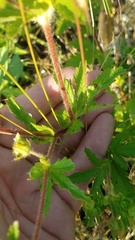 Potentilla norvegica