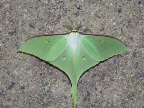 Actias artemis