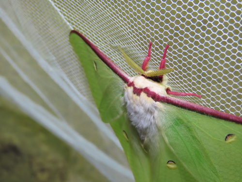 Actias artemis