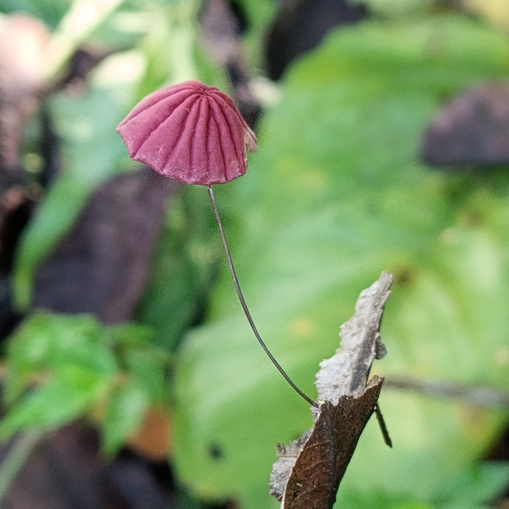 Marasmius haematocephalus · October 2024 · photo: © elkinjmf (iNaturalist, cc-by)