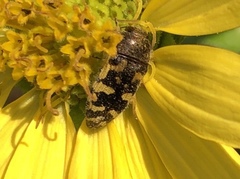 Acmaeodera pulchella