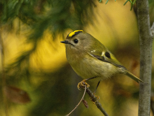 Reyezuelo sencillo (Regulus regulus)