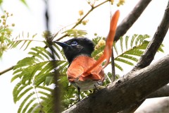 Terpsiphone viridis plumbeiceps