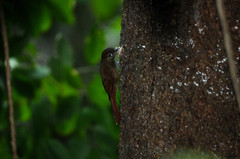 Glyphorynchus spirurus