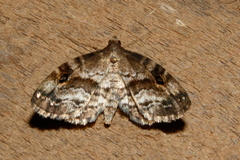 Melanomma auricinctaria