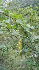 Laburnum anagyroides