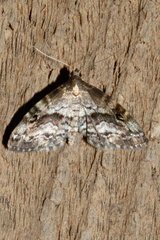 Melanomma auricinctaria