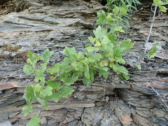Ribes oxyacanthoides