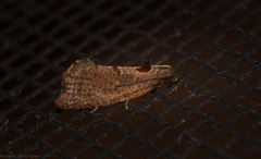 Glyphidoptera insignana