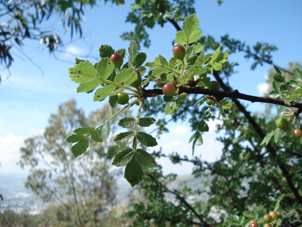 Copal blanco (Bursera glabrifolia) · iNaturalist Ecuador