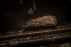 Cryptaspasma sordida