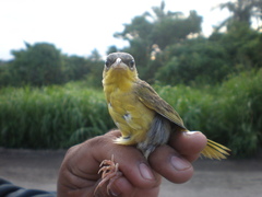 Icterus spurius