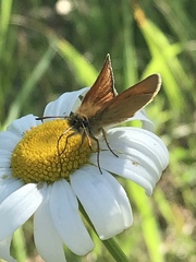 Thymelicus lineola