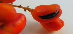 Rourea doniana