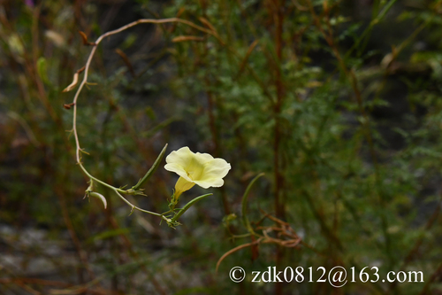 Incarvillea sinensis przewalskii