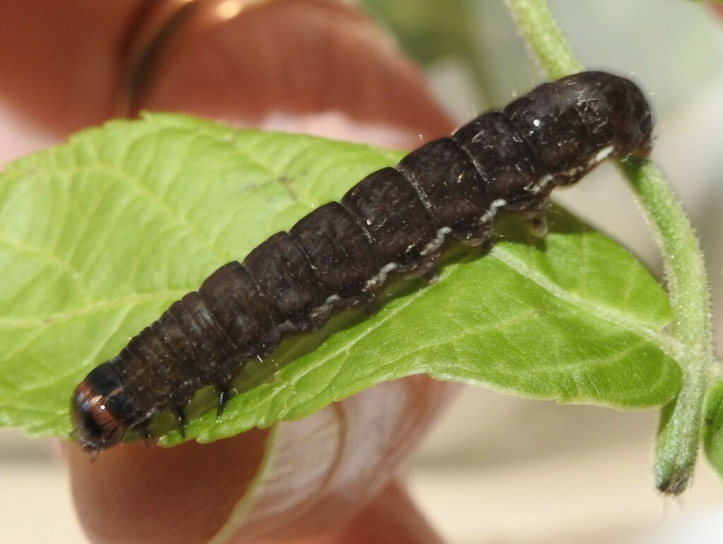 Morrison's Sallow