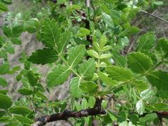 Bursera glabrifolia
