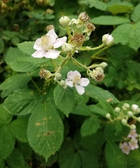 Rubus armeniacus