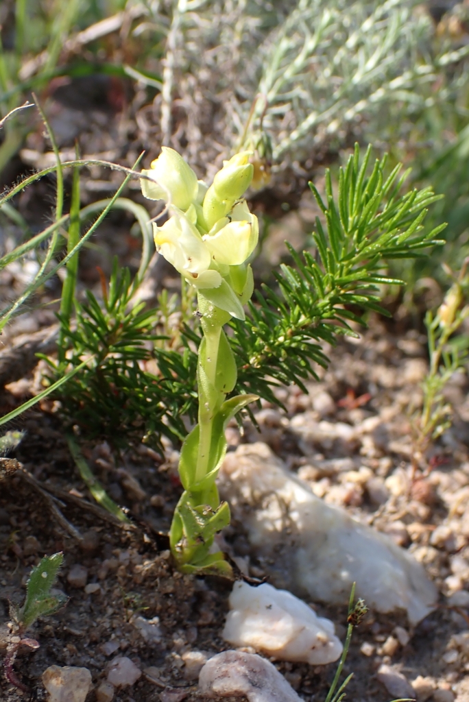 Pterygodium alatum