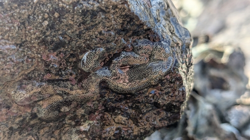 ウミニナカニモリ
