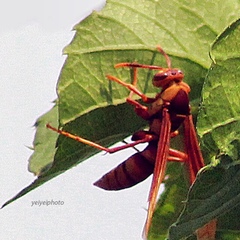 Polistes carnifex