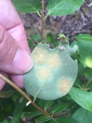 Puccinia caricis-shepherdiae