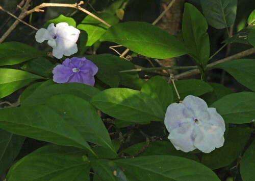 Brunfelsia australis, photograph 1