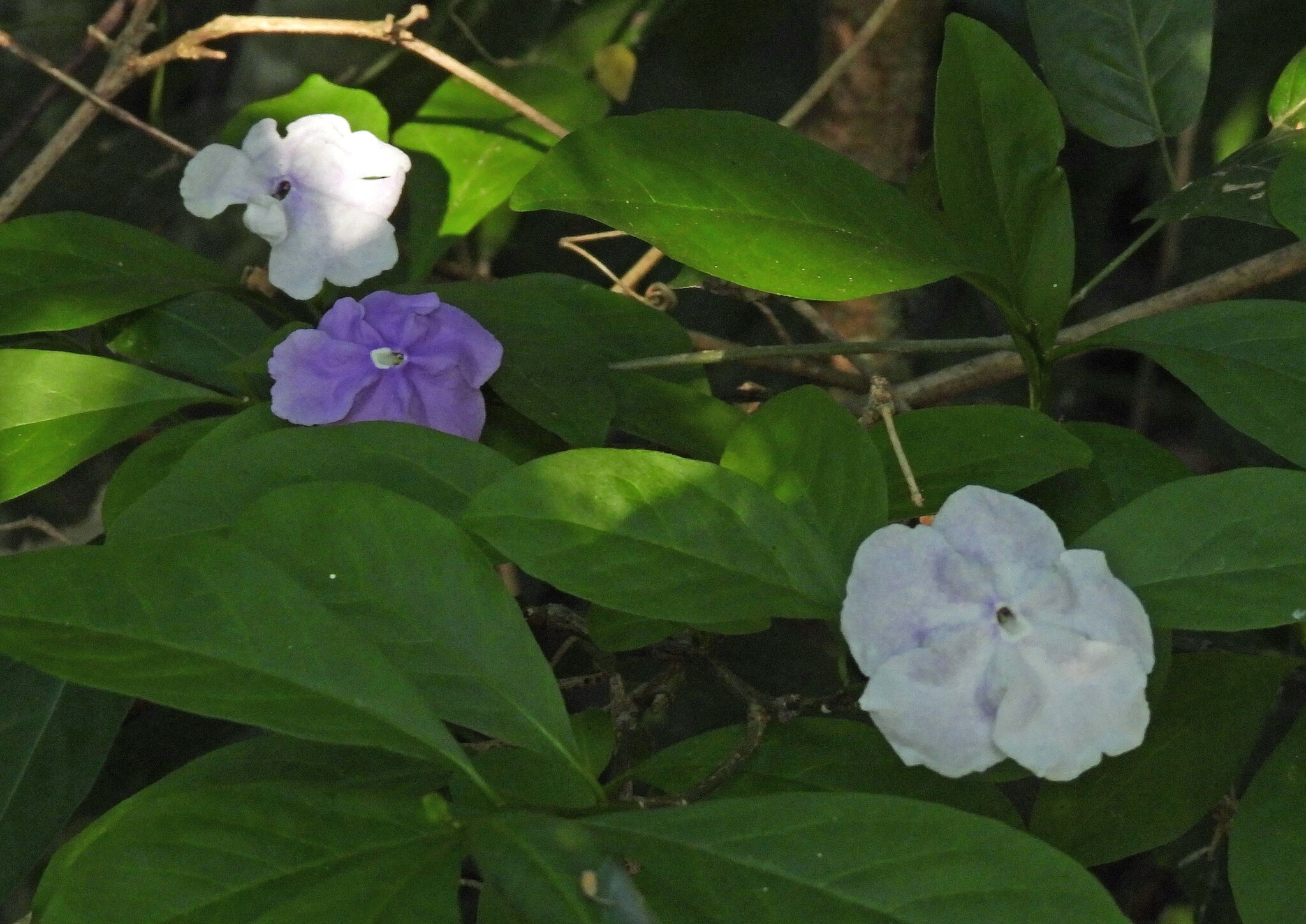 Brunfelsia australis