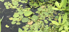 Hydrocharis dubia, photograph (c) Zach Earl, some rights reserved (CC BY)