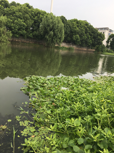 Hydrocharis dubia, photograph 4