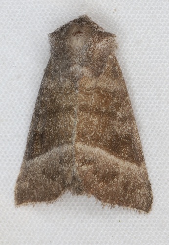 Joe-Pye Weed and Rigid Sunflower Borer Moths photo 4