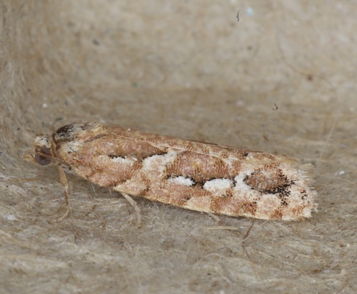 Cockerell's Moth photo 5