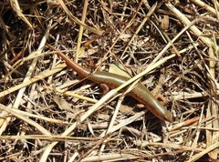 Plestiodon chinensis