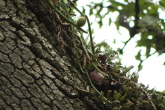 Selenicereus spinulosus