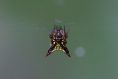 Micrathena plana