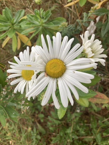 Image of Nipponanthemum nipponicum by no rights reserved