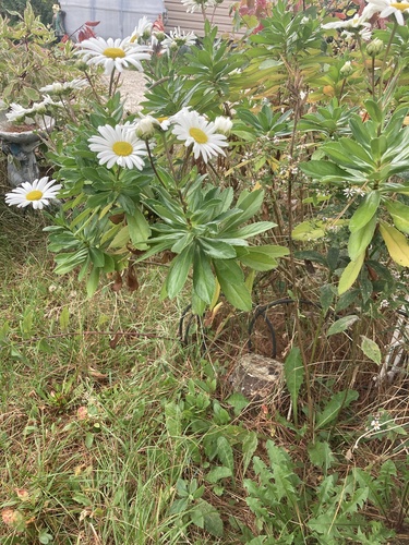 Image of Nipponanthemum nipponicum by no rights reserved