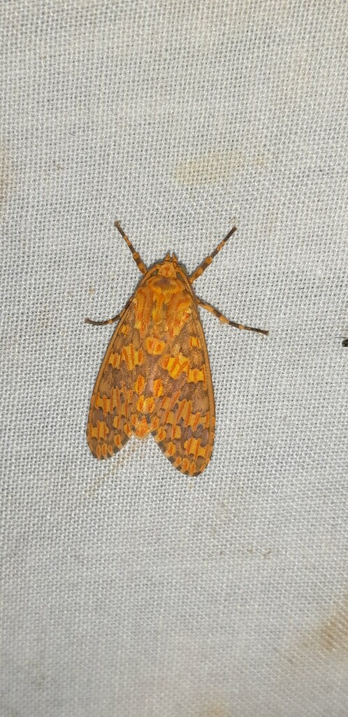 Amaxia erythrophleps