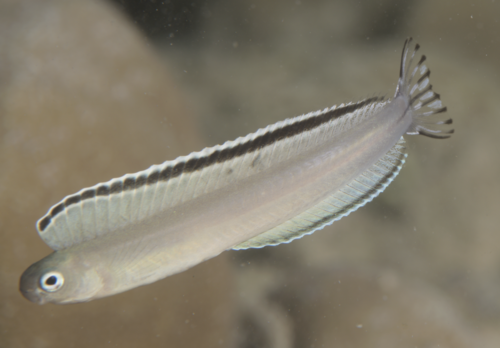 Imposter fangblenny (Plagiotremus phenax) — Blenniidae — 4