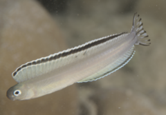 Imposter Fangblenny photo 3