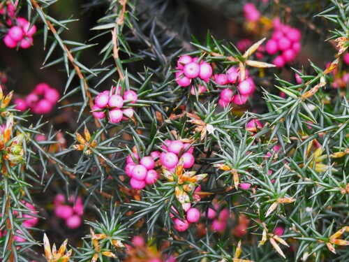 Image of Leptecophylla oxycedrus by (c) ttsquid, some rights reserved (CC BY)
