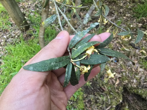Cheesewood (Pittosporum bicolor)