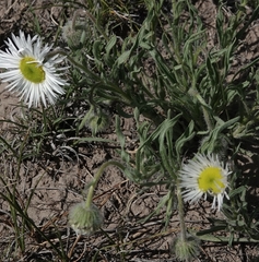 Erigeron pumilus