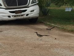 Geococcyx californianus