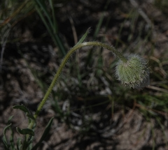 Erigeron pumilus