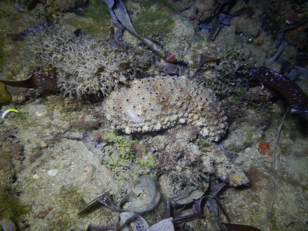 Ashen Sea Cucumber