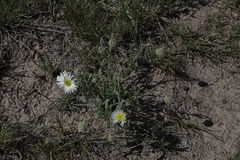 Erigeron pumilus